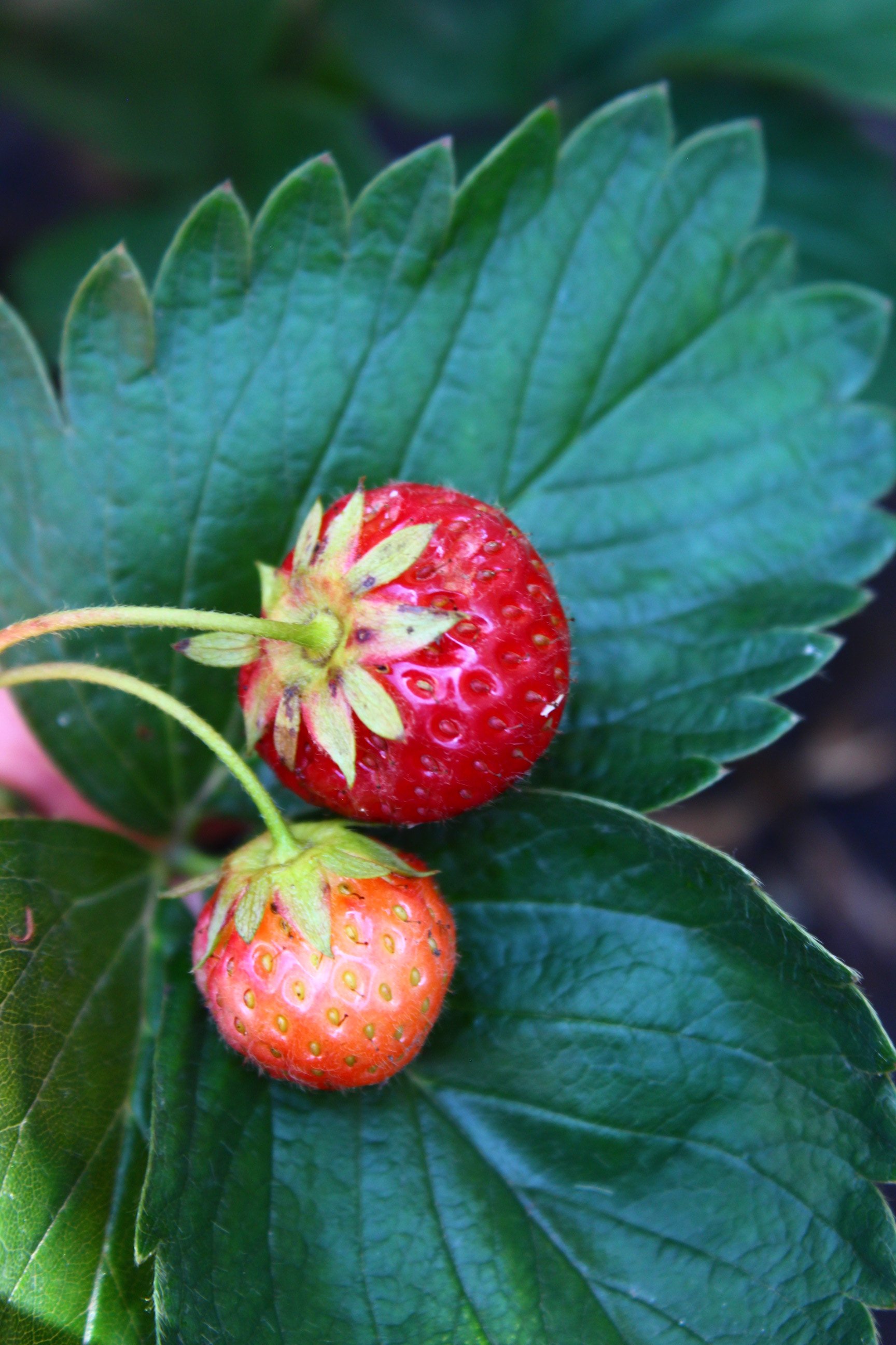 Tips For Strawberry Plant Care
