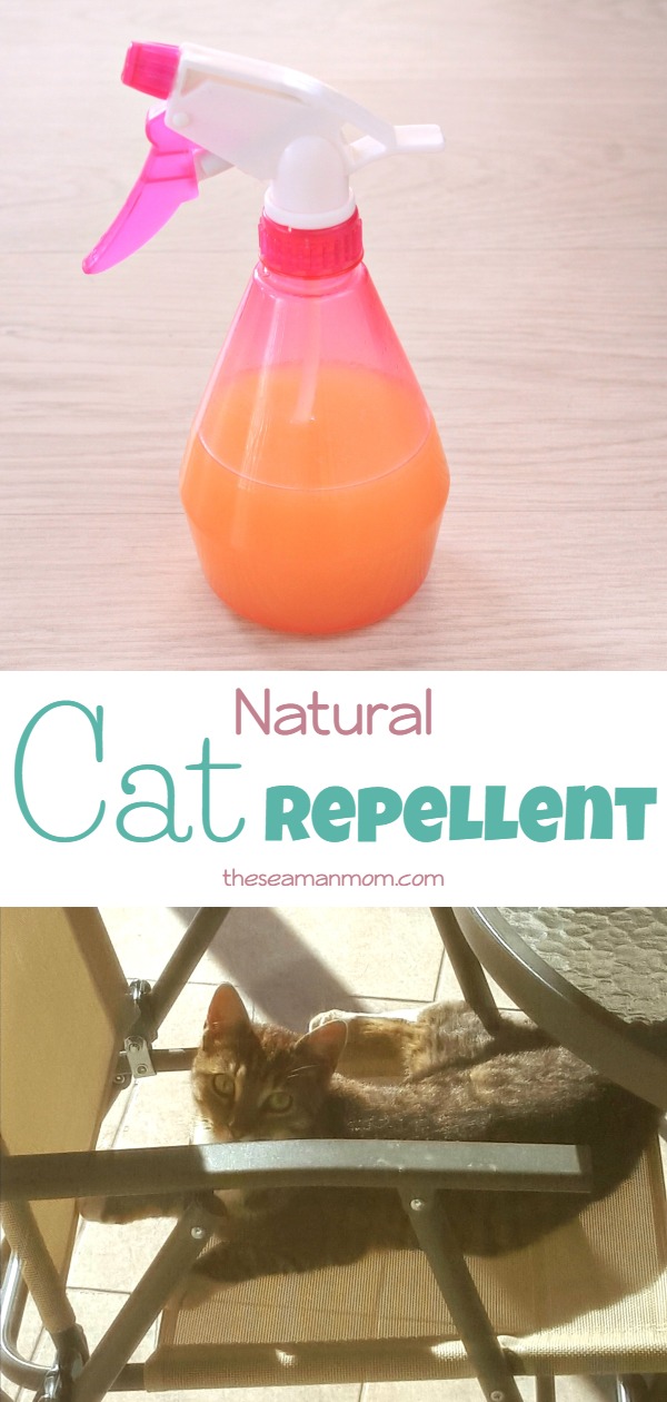 Natural Cat Repellent That Is Safe For Home And Garden