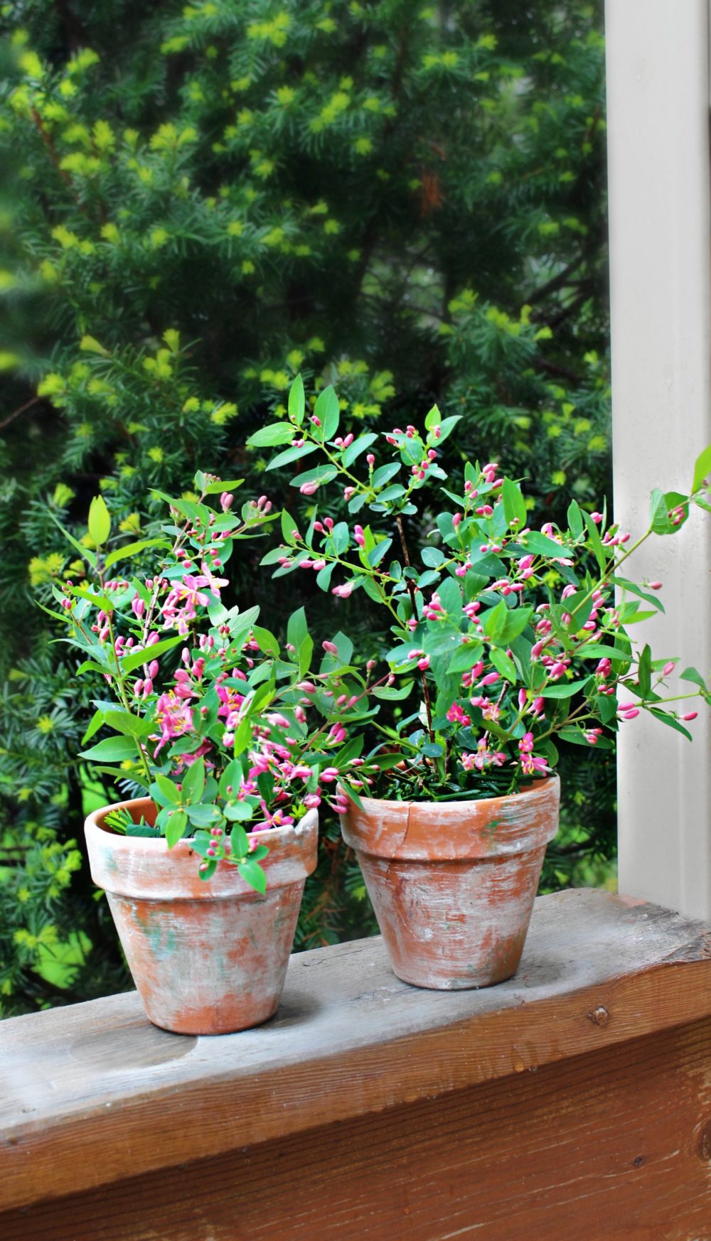How to age terracotta pots