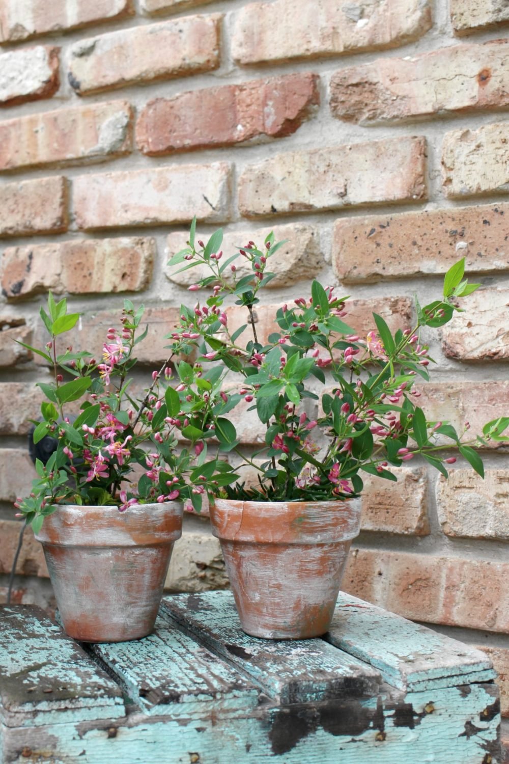 Vintage terracotta pots