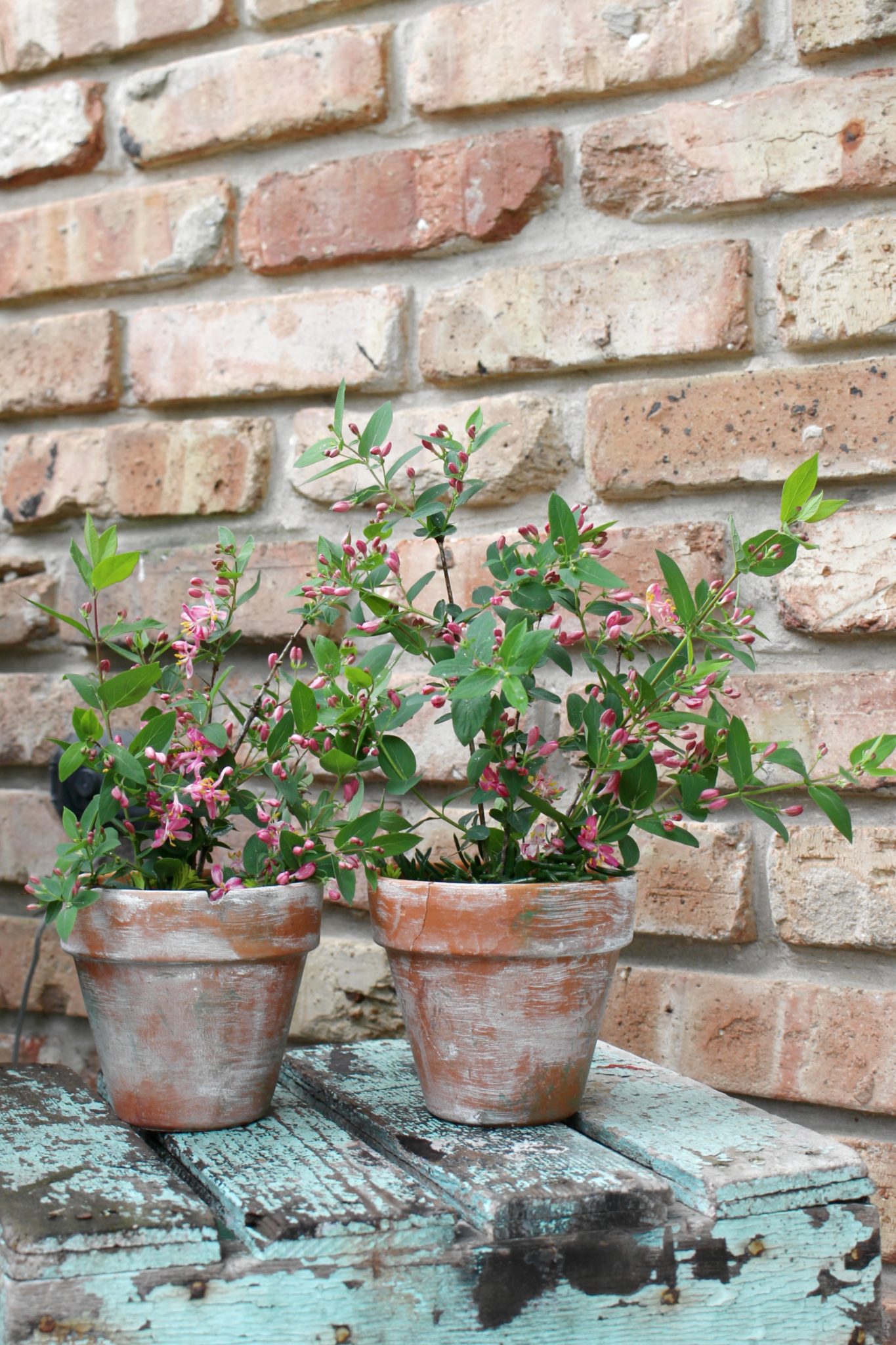 5. Ancient Artisans: Aged Terracotta Pots Echoing Centuries