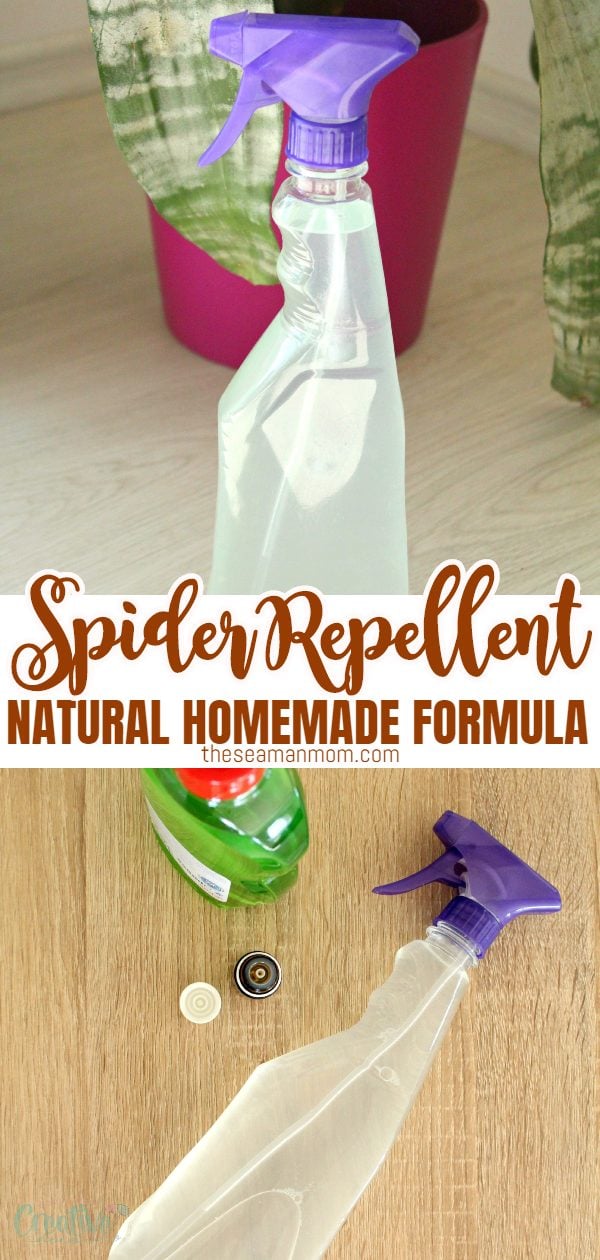 Spider repellent DIY