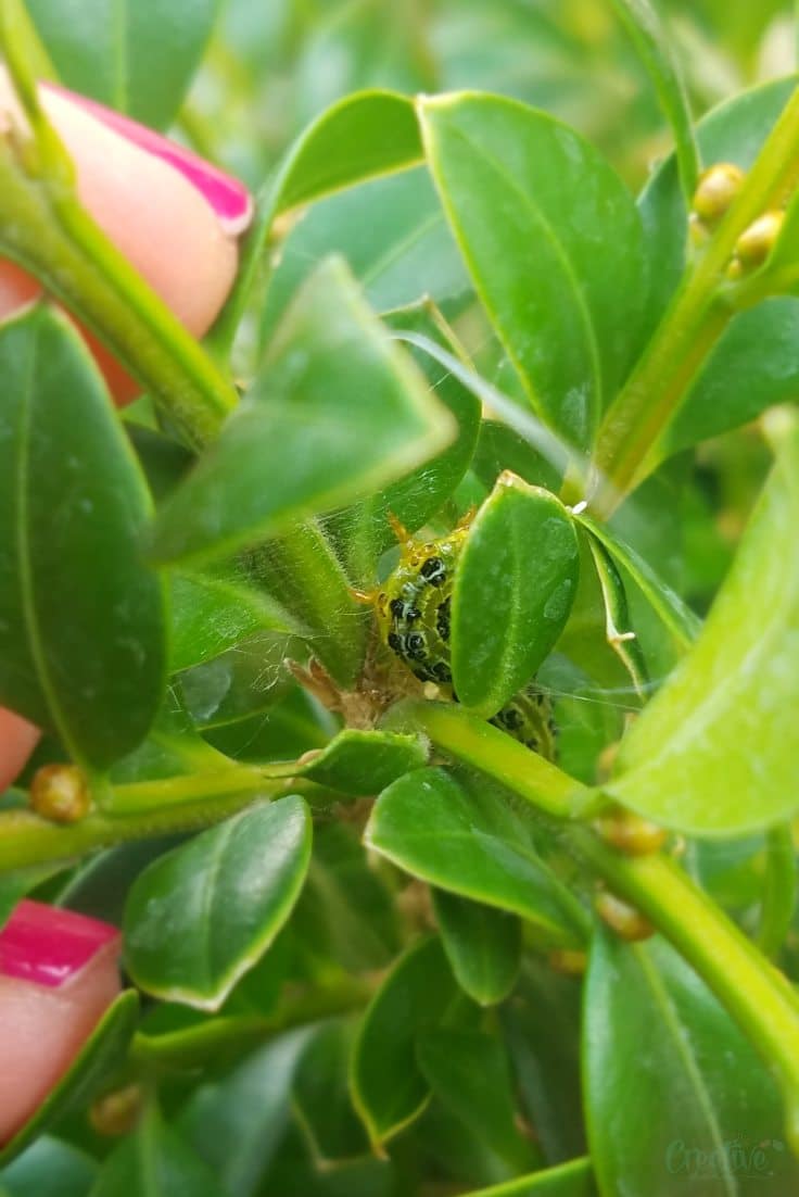 Box tree caterpillar weaving the webbing