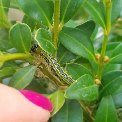 DIY box tree caterpillar killer