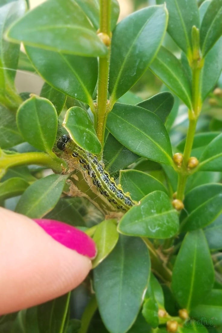 How to get rid of box tree caterpillars