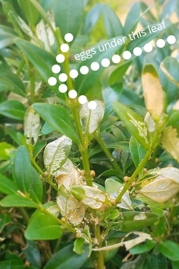 Box tree caterpillar eggs