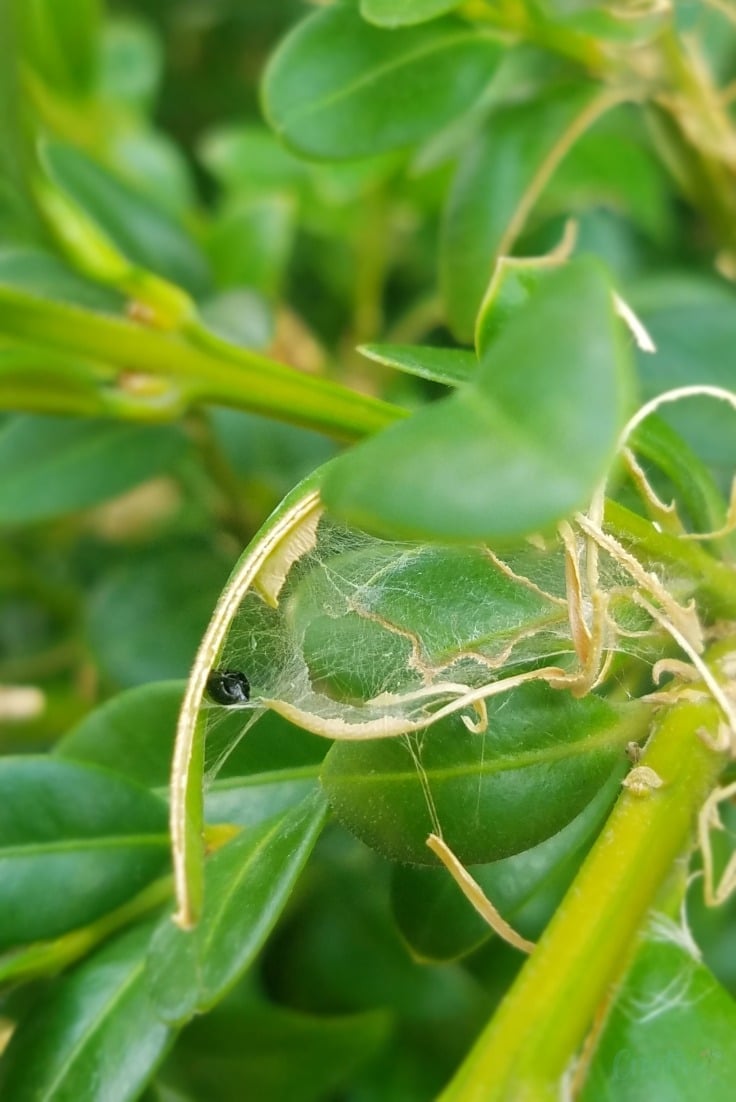 Box tree caterpillar poop