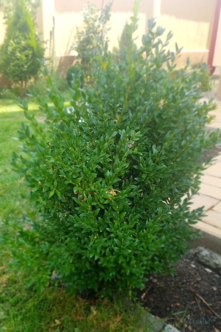 Box tree treated with homemade box caterpillar killer