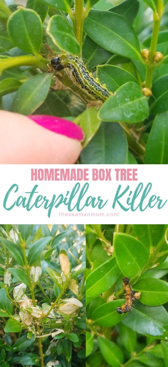 Box tree caterpillar killer