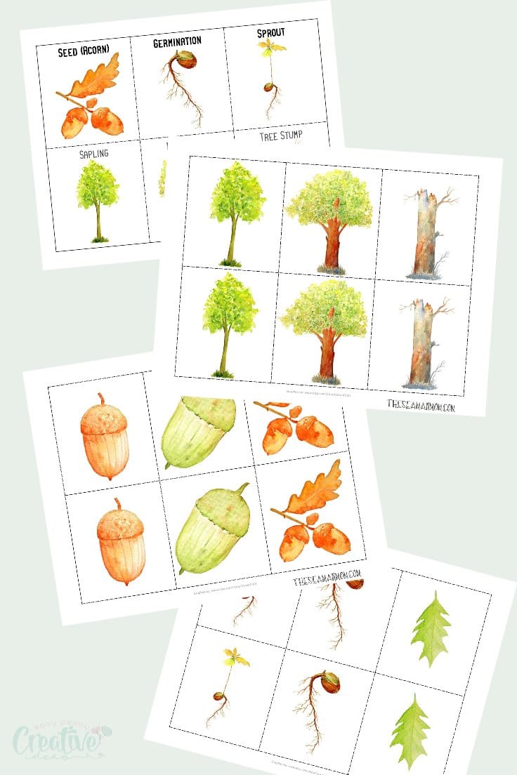 Oak tree life cycle printable pack