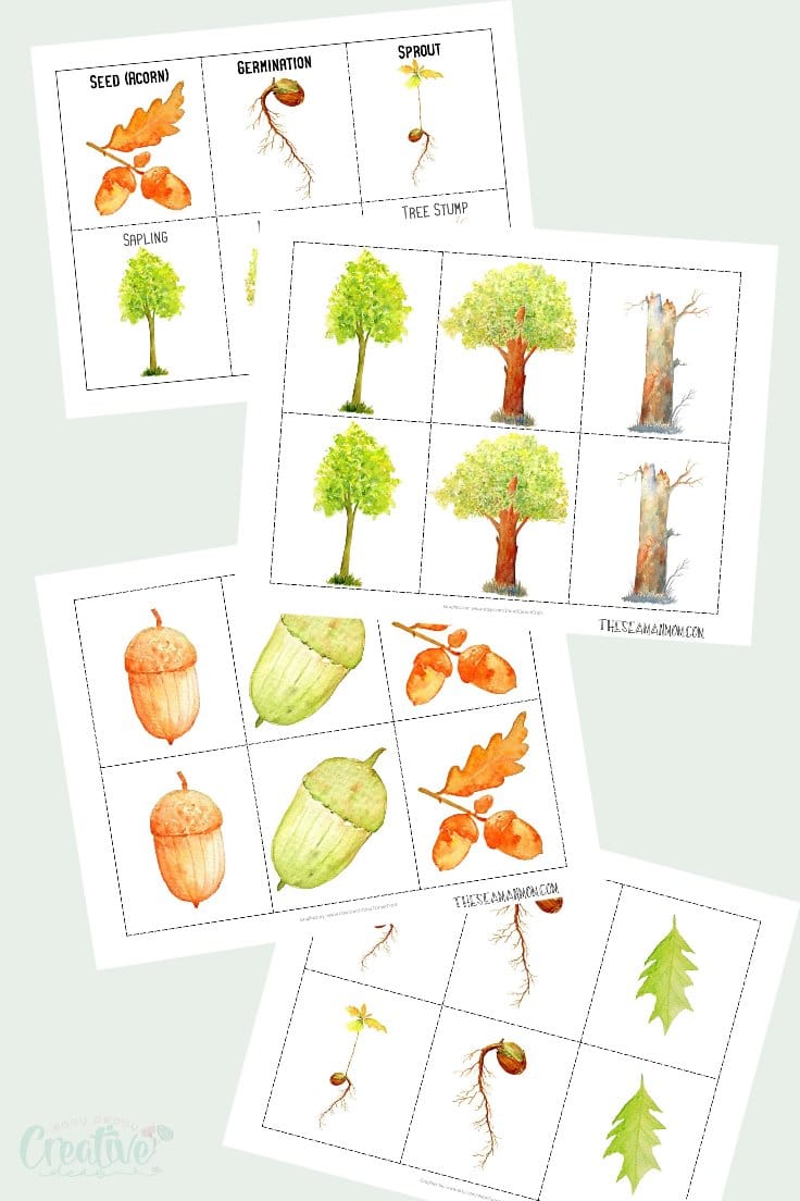 Oak Tree Life Cycle, Fun Fall Nature Activity For Kids