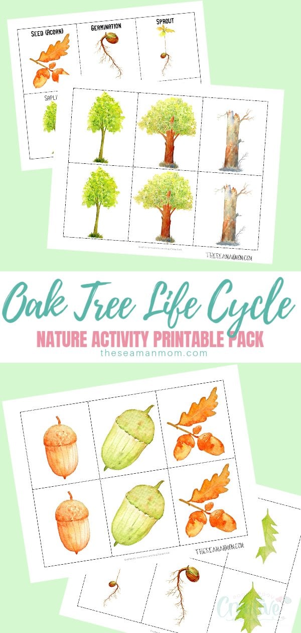 Are you looking for nature activities to do with the kids in fall? Help kids learn about the oak tree life cycle in a fun way with this lovely printable pack that has two sets of cards: sequencing cards and a memory game! via @petroneagu