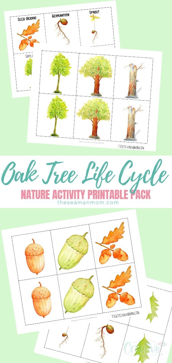 Oak tree life cycle