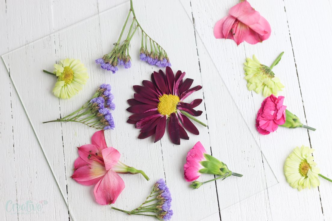 Framed Dried Flowers Craft