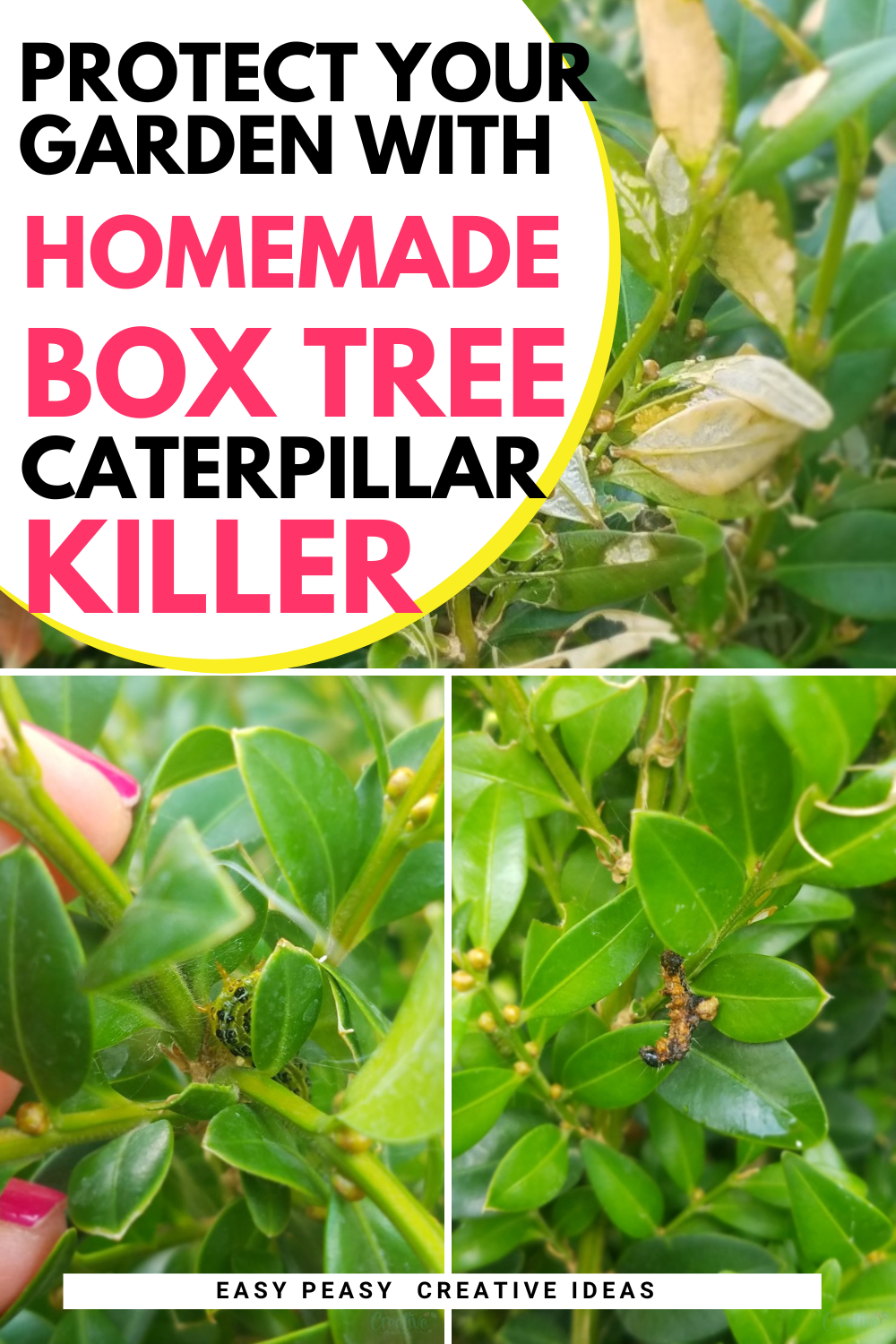 Boost Your Garden's Health with a DIY Box Tree Caterpillar Killer ...